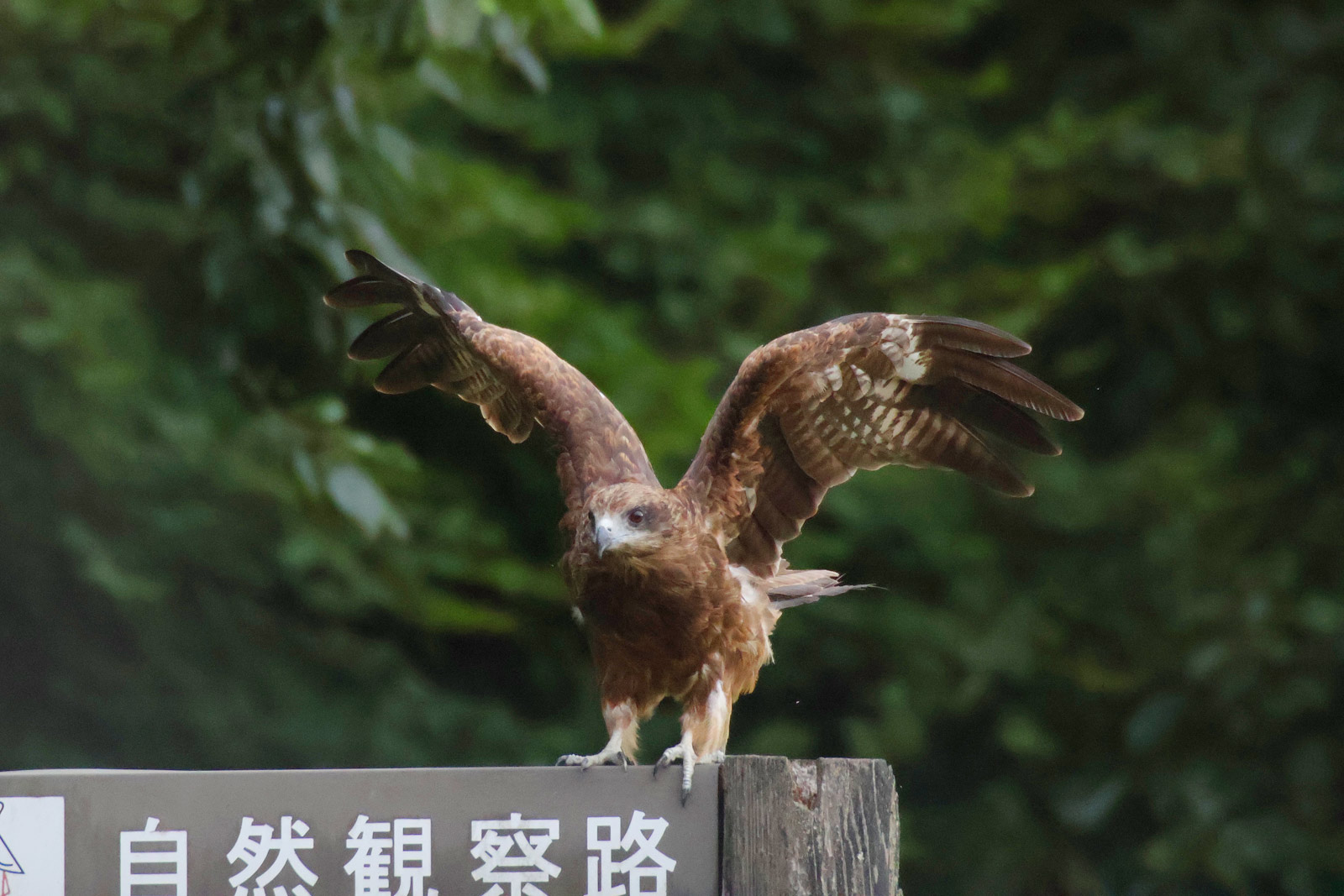 トビ